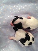 Two female Black and White Cockapoo Puppies for sale Iowa 2012